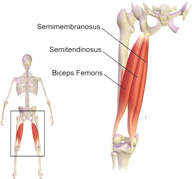 108-1085248_the-hamstring-group-of-muscles-of-the-posterior